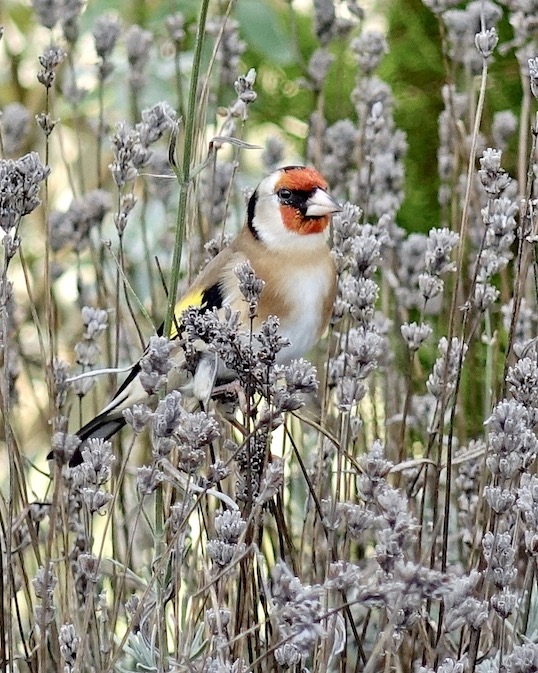 goldfinch